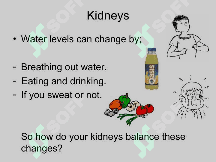 Kidney 8