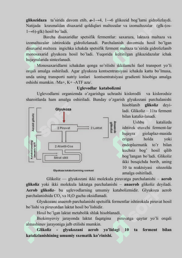 Uglevodlar almashinuvi 2
