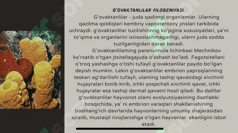 hayvonoy dunyosi evolyutsiyasi 6