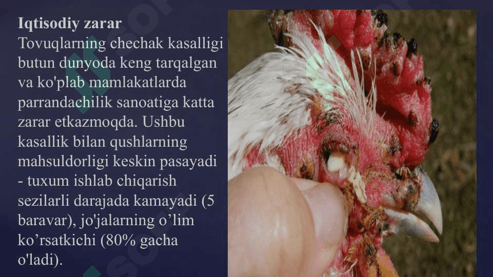 PARRANDALAR CHECHAK KASALLIGI 2
