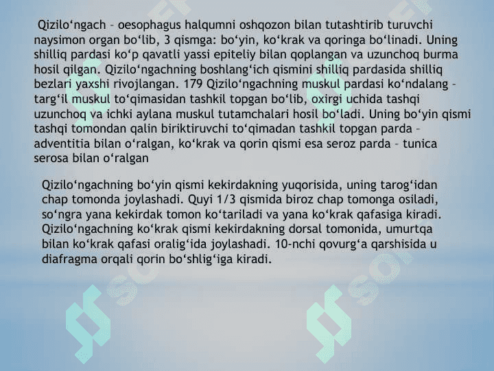 Qizil o’ngach va Oshqozon 2