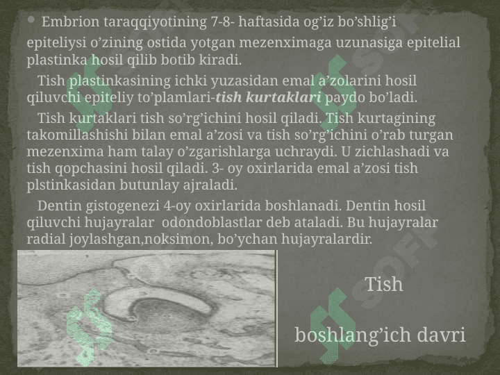 Tishlarning tuzilishi 3