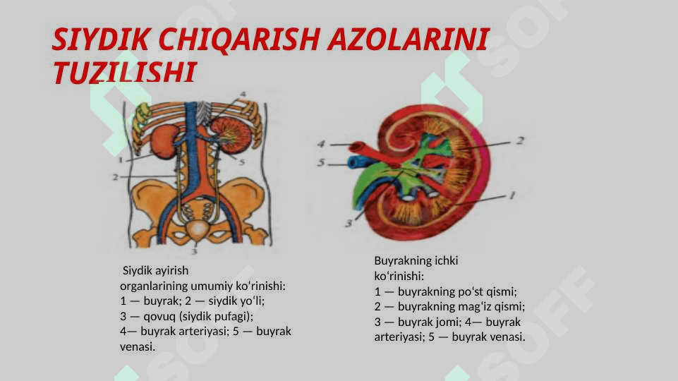 Siydik chiqarish tizimi 3