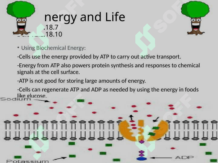 ABOUT PHOTOSYNTHESIS 6