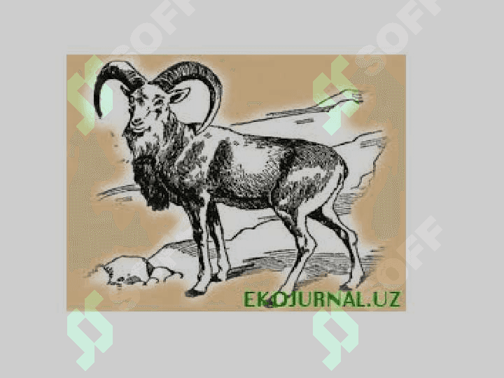O`zbekistondagi qo`riqxonalar 2