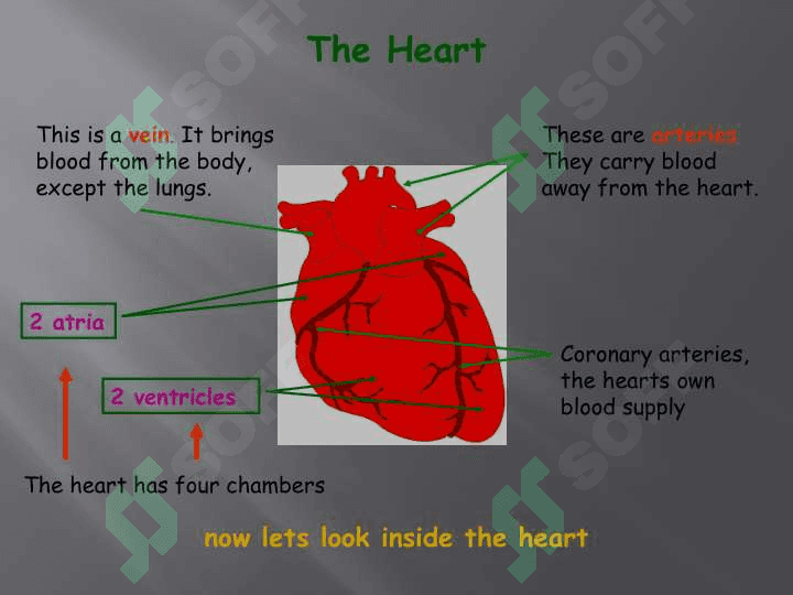 Circulatory System 5