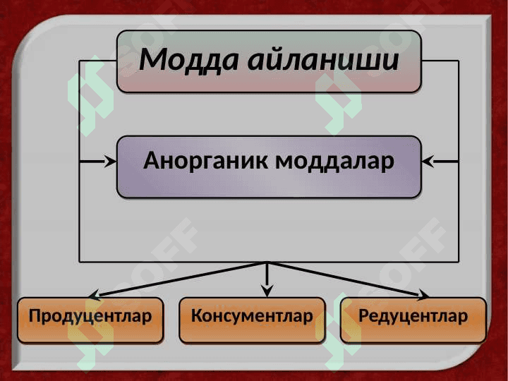 Экосистемалар ёки экотизимлар 7