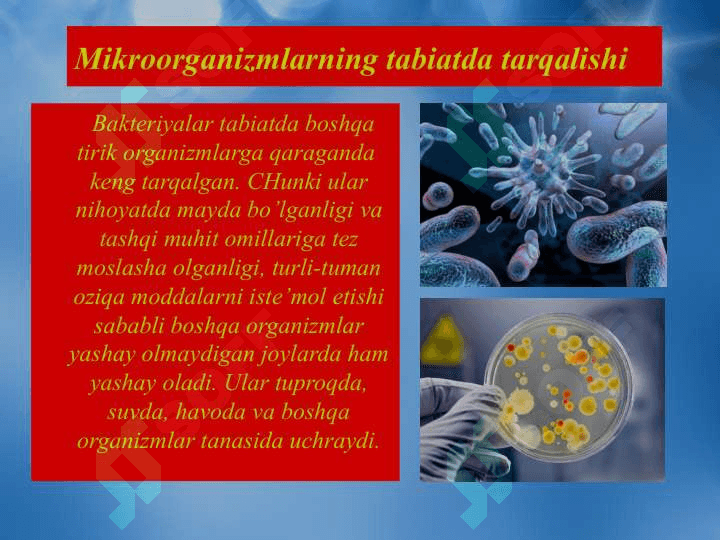 Biosfera va mikroorganizmlar ekologiyasi 2
