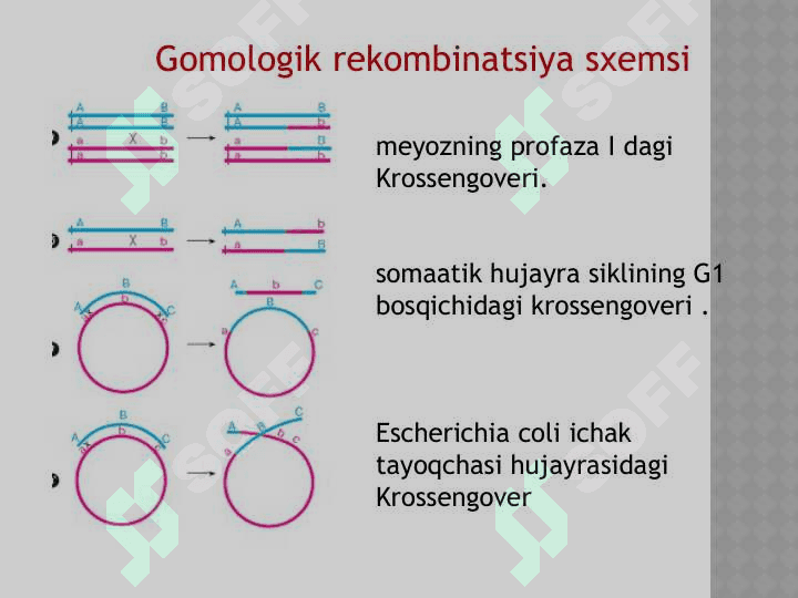 DNK rekombinatsiyasi 6