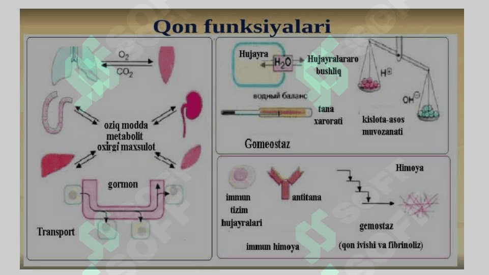QON BIOKIMYOSI 3