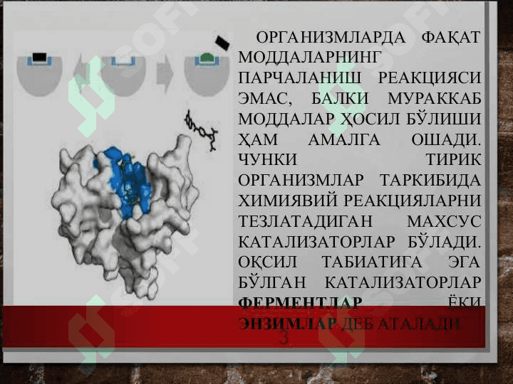 Ферментлар 3