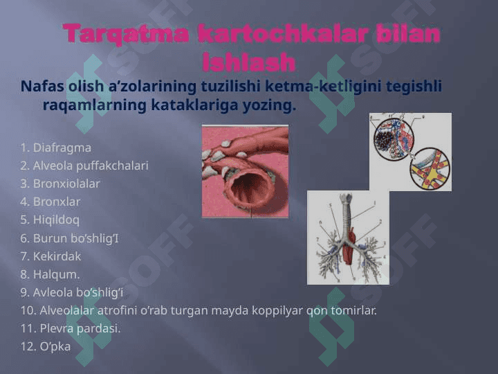Odam nafas olish tizimi 8