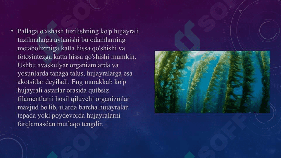 o’simliklar evolyusiyasining asosiy bosqichlari 4