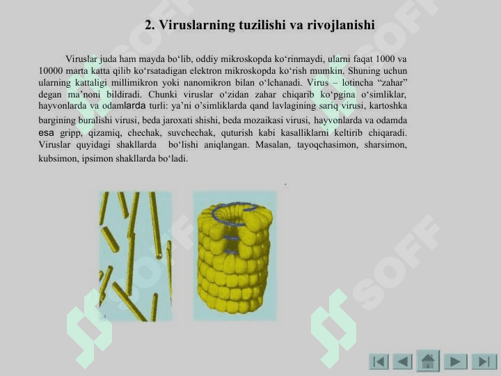 Viruslar va bakteriofaglar 4