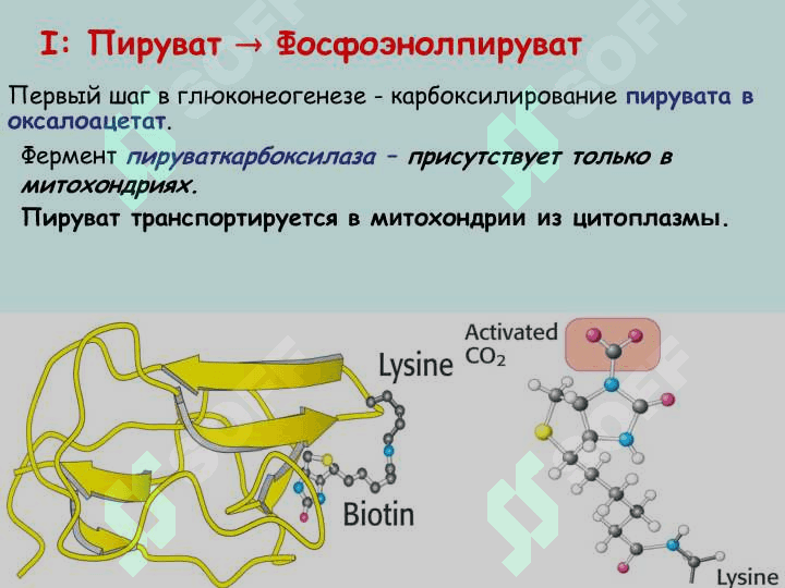 МЕТАБОЛИЗМ УГЛЕВОДОВ 7