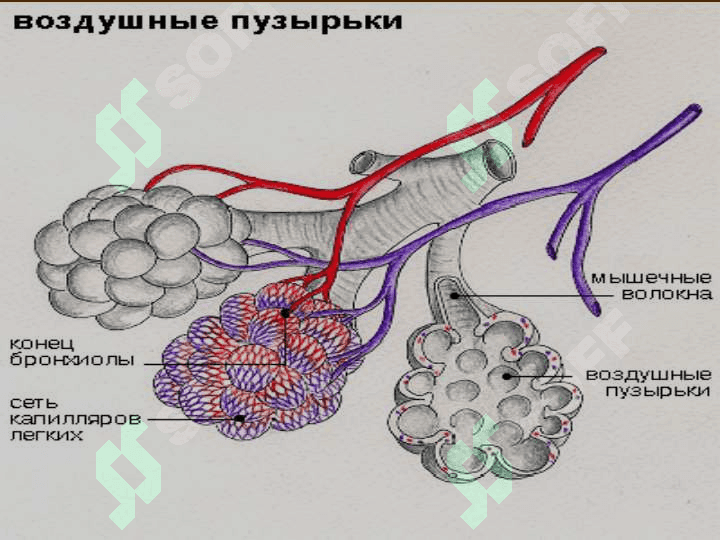 Bronxial astma pptx, ppt 3