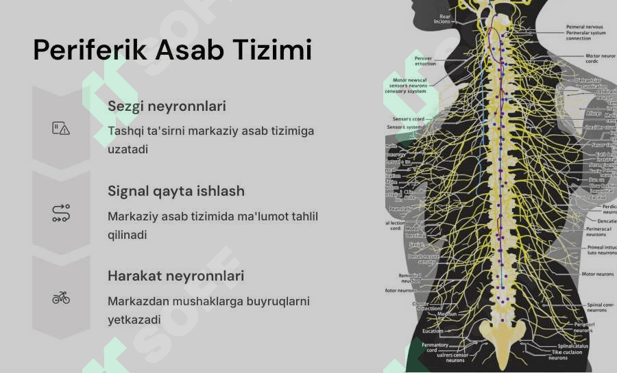 Asab markazlarining xossalari. 8