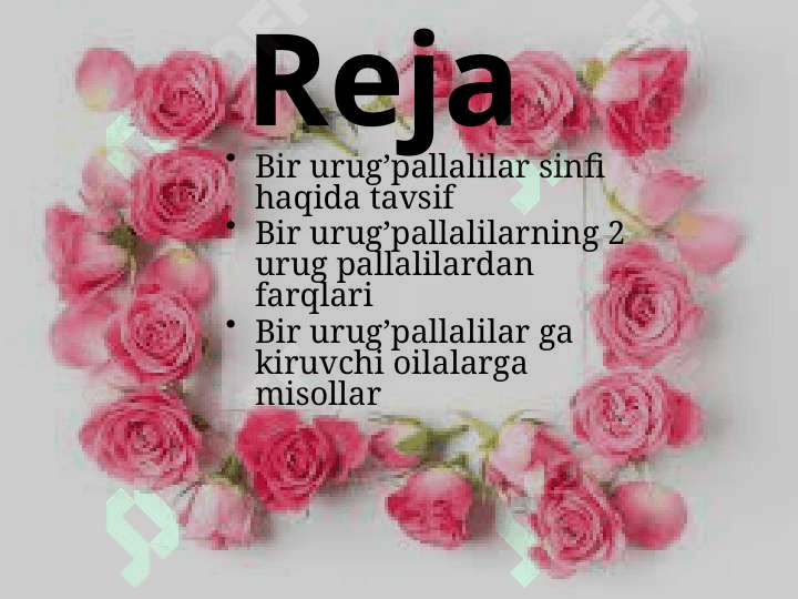 Bir urug’ pallalilar sinfi 2