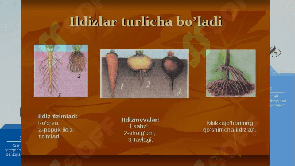 O'simlik ildiz tizimi,turlari, tuzilishi, funksiyasi, embrional rivojlanishi, faoliyati va ahamiyati 5