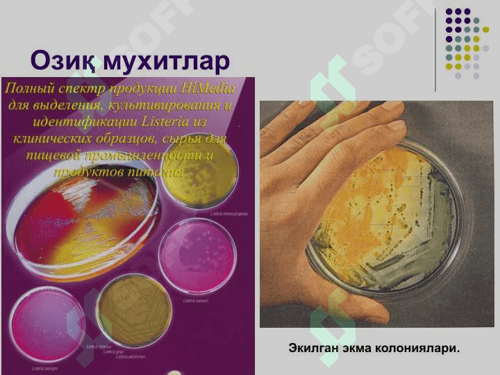 Bakteriyalarning fiziologiyasi . Nafas olishi , oziqlanishi , ko'payishi . Oziq muhitlar . Бактерияларнинг физиологияси. Нафас олиши,   озикланиши, кўпайиши.  Озиқ мухитлар. 6