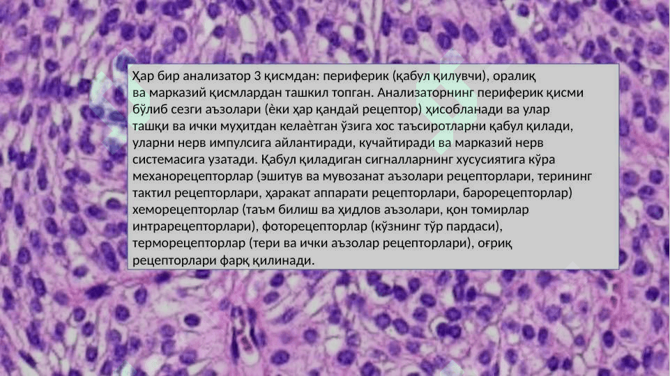 Sezgi azolari gistologiyasi 3