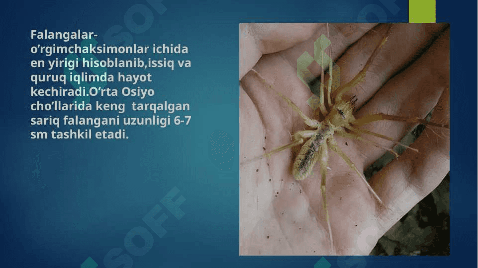 O‘rgimchaksimonlar sinfi. Butli o‘rgimchak, 3