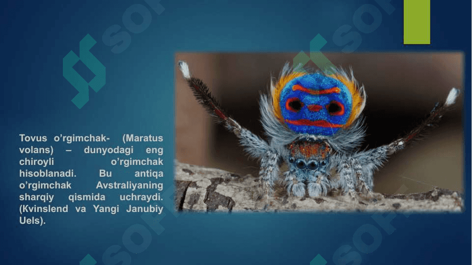 O‘rgimchaksimonlar sinfi. Butli o‘rgimchak, 4
