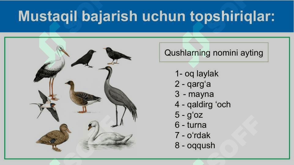 Parrandachilik 3