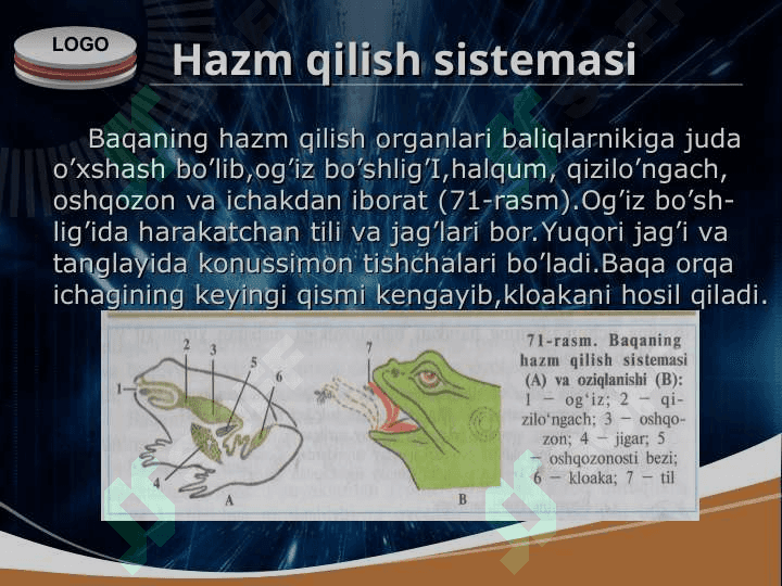 Ko’l baqasining ichki tuzilishi 2