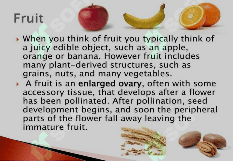 FRUITS 2