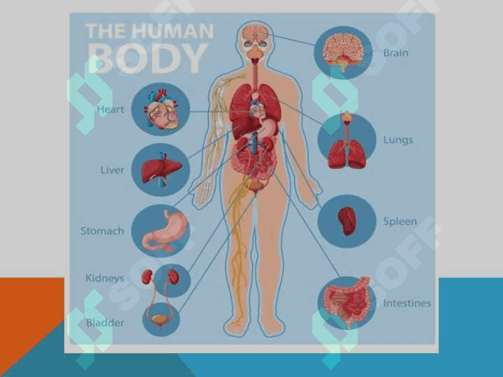 Part  of   the   body 4