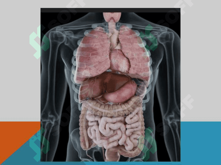 Part  of   the   body 7
