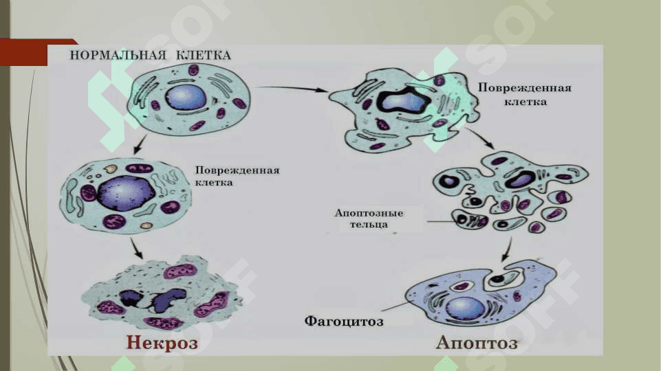 Apoptoz haqida 3