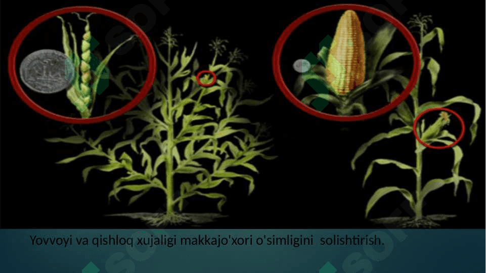 Seleksiyaning genetik asoslari 4