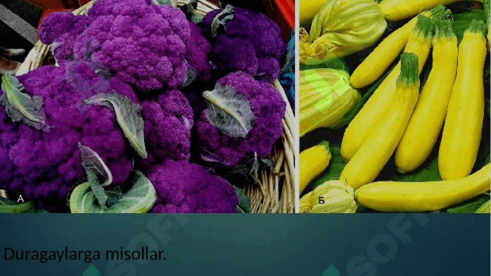 Seleksiyaning genetik asoslari 8
