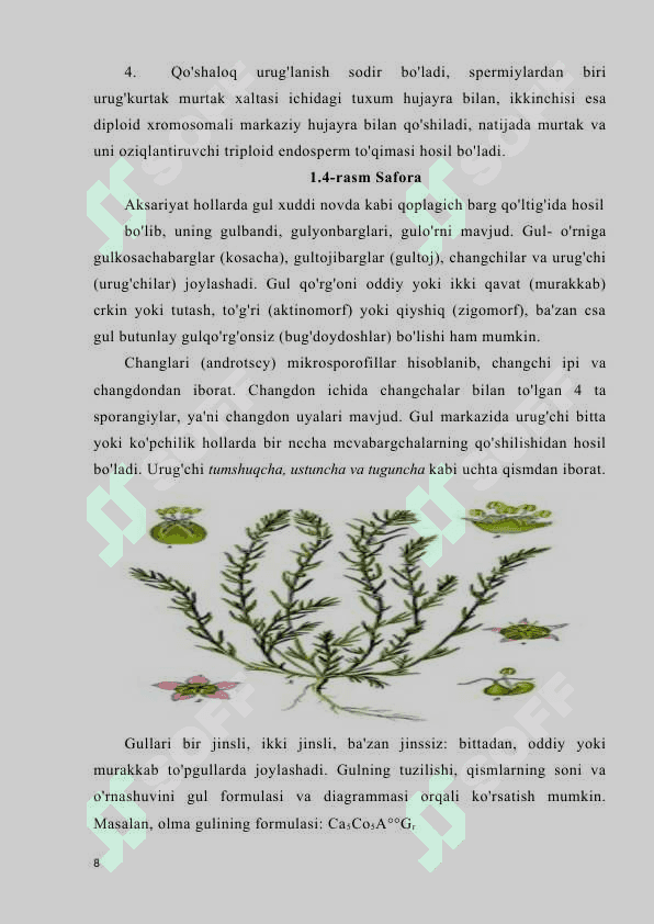 OʻZBEKISTON FLORASIDA AKALIFA, SUTLAMADOSHLAR OILASI 8