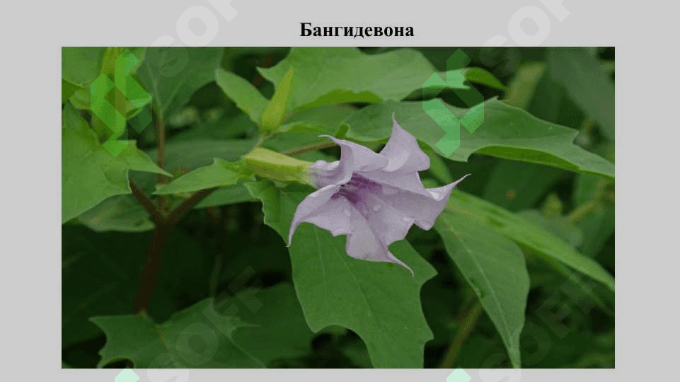 Тропан ҳосилалари 8