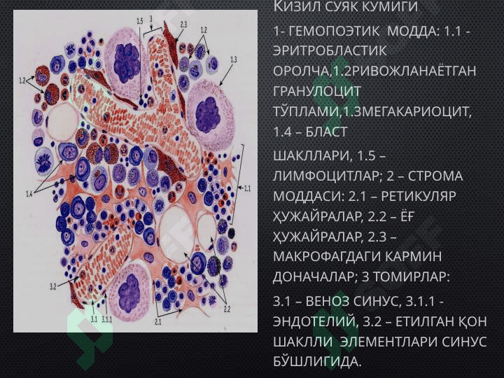 Мавзу:  «Қон яратувчи ва иммун-ҳимоя аъзолари». 2