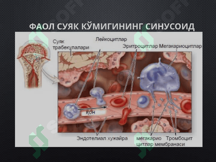 Мавзу:  «Қон яратувчи ва иммун-ҳимоя аъзолари». 3