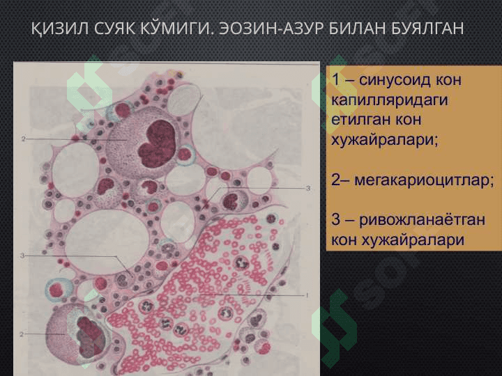 Мавзу:  «Қон яратувчи ва иммун-ҳимоя аъзолари». 4