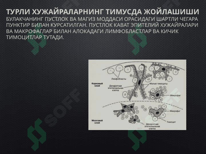 Мавзу:  «Қон яратувчи ва иммун-ҳимоя аъзолари». 7