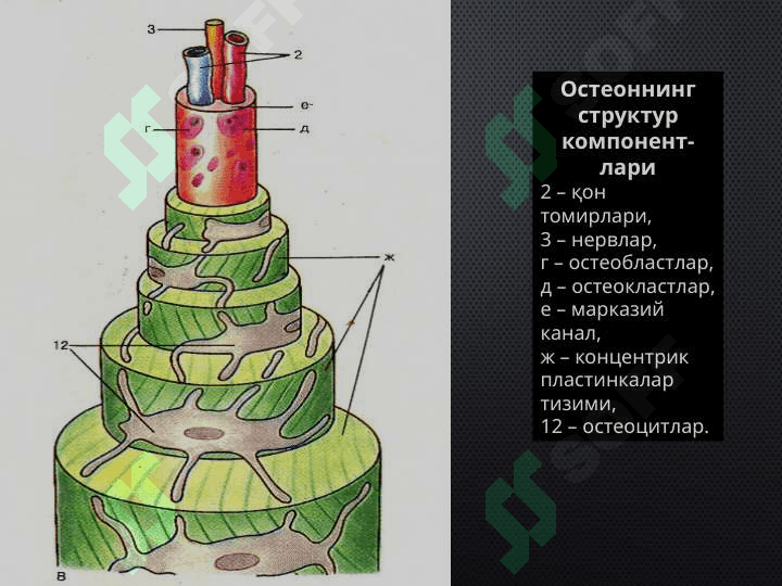 СУЯК ТЎҚИМА 5