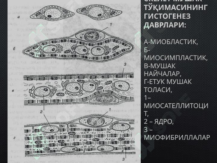 МУШАК ТЎҚИМАСИ. 3
