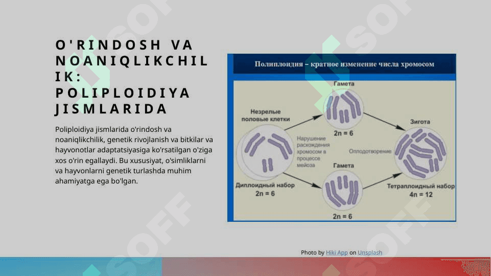Poliploidiya va uning ahamiyati 4
