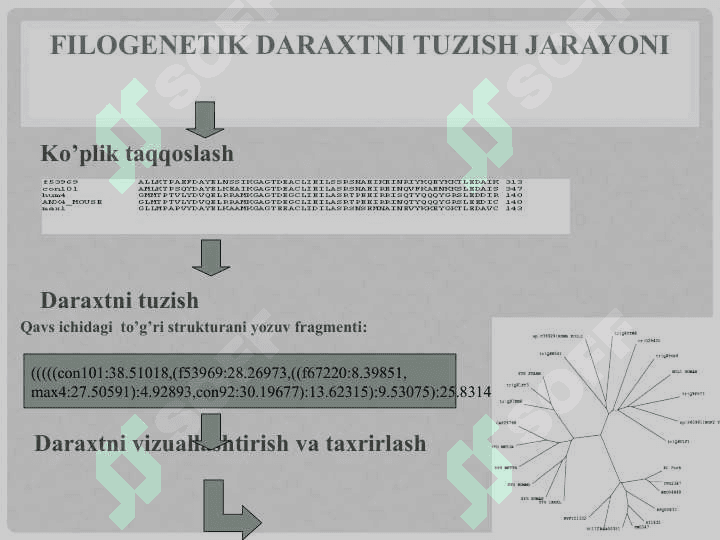 Filogenetik daraxt 6