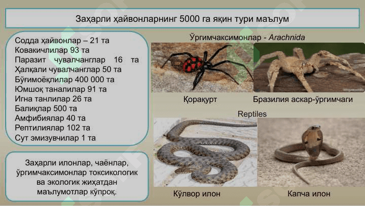 Одам ва заҳарли ҳайвонлар 8