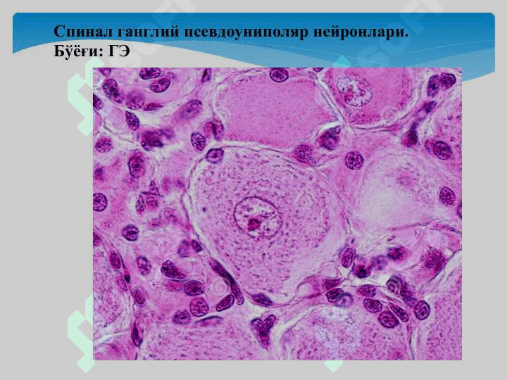 НЕРВ ТЎҚИМАСИ 8