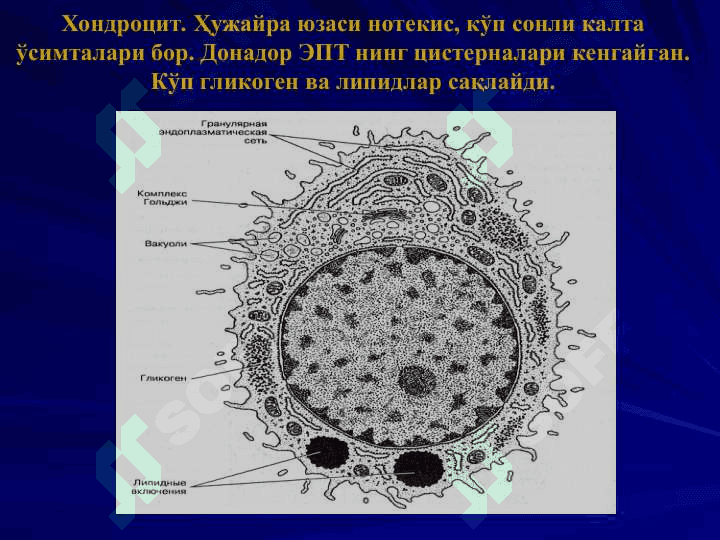 Скелет тўқималари 3