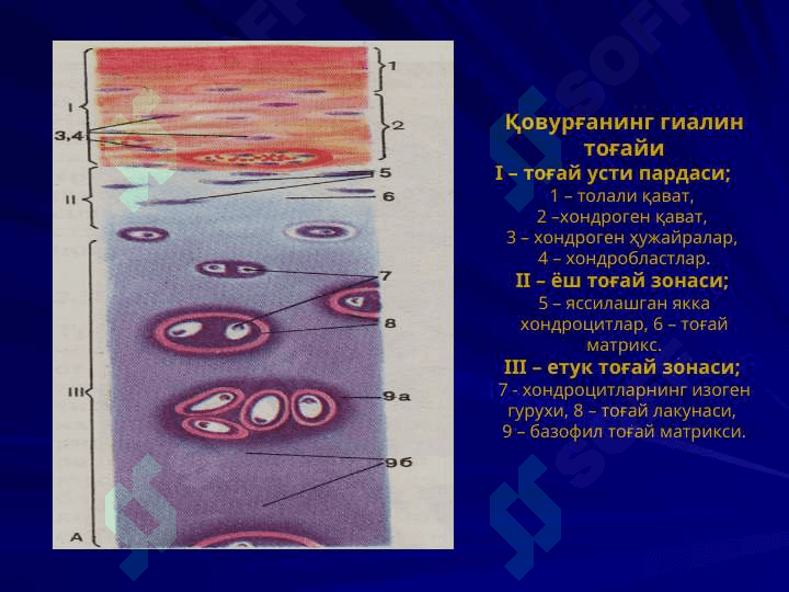 Скелет тўқималари 5