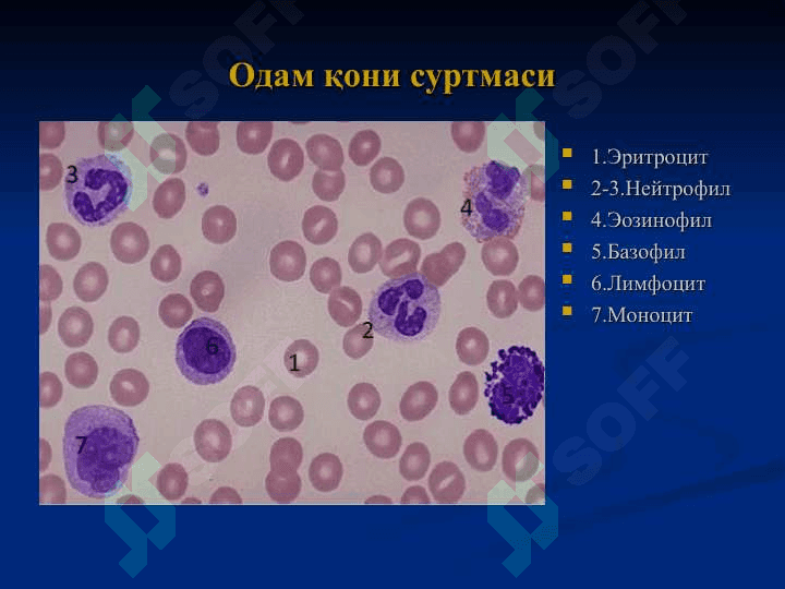 Қон ва лимфа. Гемопоэз 3